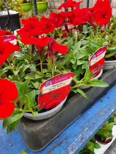 Summer Bedding, Trailing Plants
