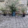 Laurel Hedging in 5 litre pots 4ft just 5 euro Image 3