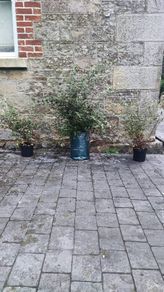Quality Coral Berry Hedging in sizes