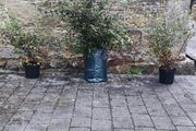 Quality Coral Berry Hedging in sizes