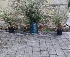 Quality Coral Berry Hedging in sizes