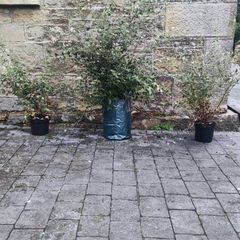 Quality Coral Berry Hedging in sizes