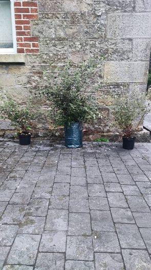 Quality Coral Berry Hedging in sizes