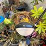 Full Set of Fazer Golf Clubs Image 8