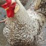 Fertile Cream Legbar Eggs Image 6