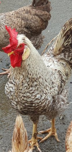 Fertile Cream Legbar Eggs