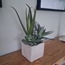 Faux Potted Cacti and Succulents Image 2