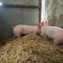Pigs, weiner piglets Image 4