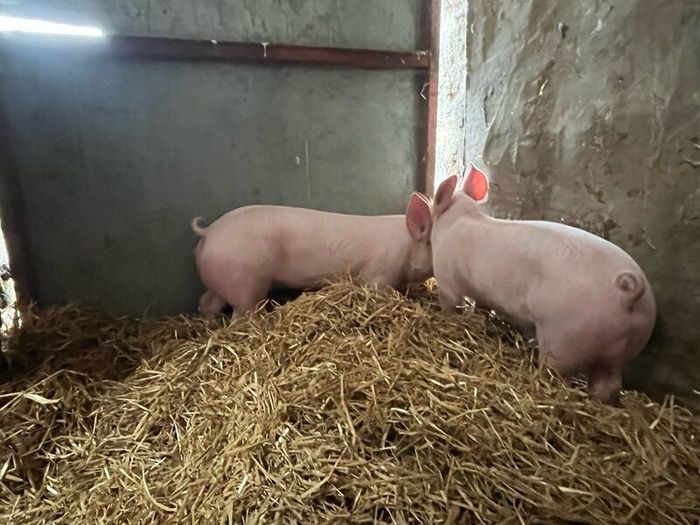 Pigs, weiner piglets