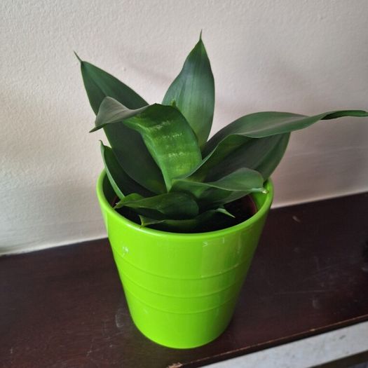 Sansevieria Hahnii Snake Plant in Bright Green Pot