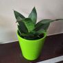 Sansevieria Hahnii Snake Plant in Bright Green Pot Image 3
