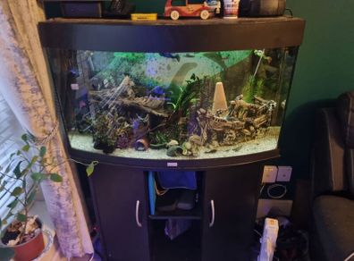 160 litre fish tank with fish