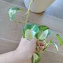 Manjula Pothos (Epipremnum aureum 'Manjula') Image 5