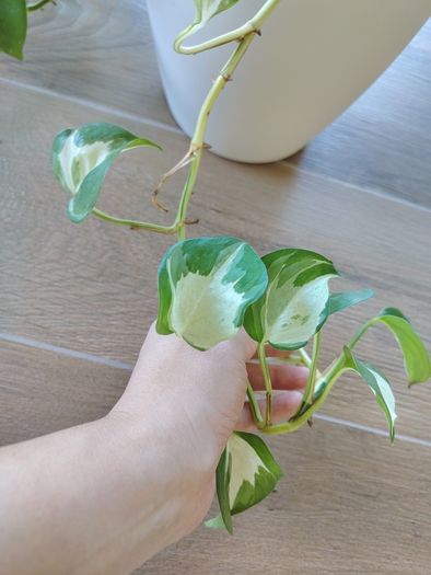 Manjula Pothos (Epipremnum aureum 'Manjula')