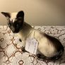 Beswick Siamese cat Image 3
