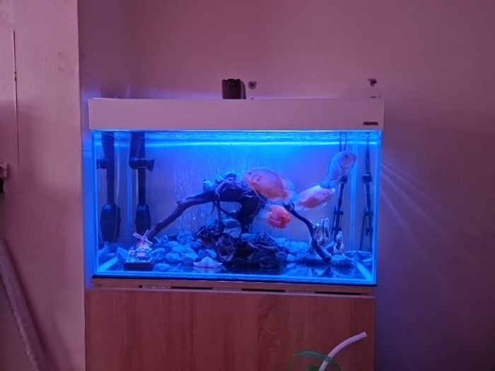 aquarium with all accessories