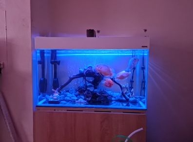 aquarium with all accessories