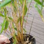 Plants clumping bamboo 1L pots Image 3