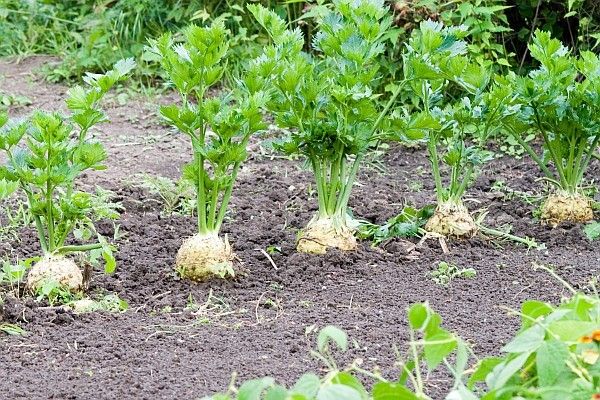 (C) Celery Maxim seeds 1g (210558)