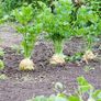 (C) Celery Maxim seeds 1g (210558) Image 2