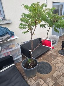 plant