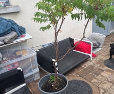 plant
