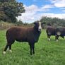 PBR Zwartbles Ram for sale Image 2