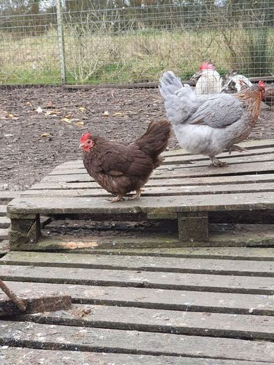 Pullets/hens/roosters/point of lay/