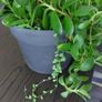 Large mixed succulent plant arrangement Image 3