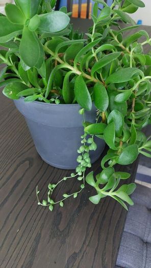 Large mixed succulent plant arrangement