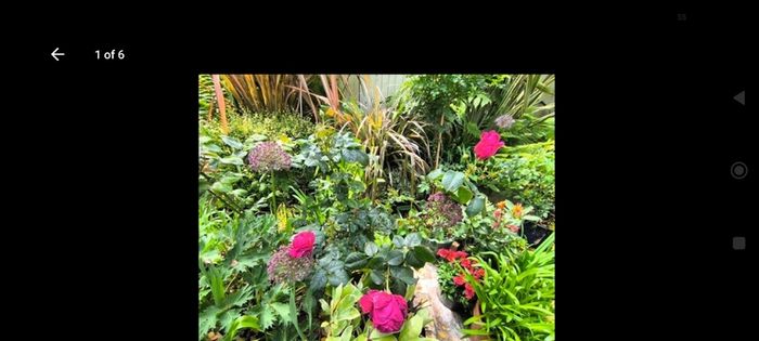 garden plants