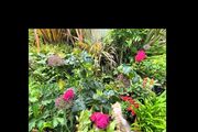 garden plants