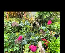 garden plants