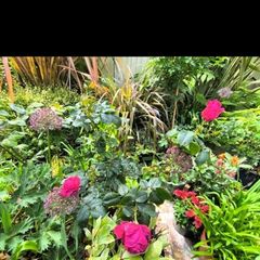 garden plants