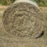 Hay Image 3