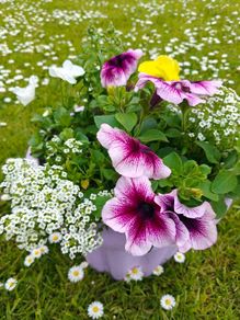 Potted flower