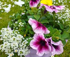 Potted flower