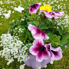 Potted flower
