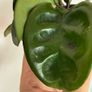 Houseplant Hoya Krinkle 8 Image 4