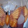Mother of Pearl butterfly Light Image 7