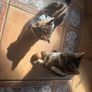kittens Image 3