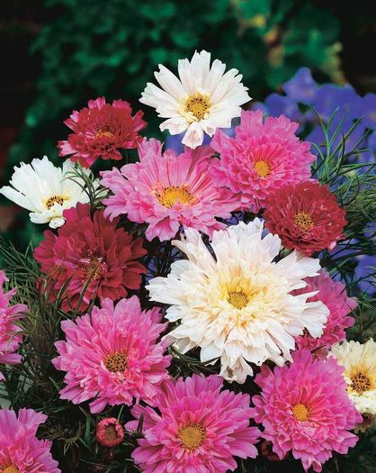 (C) Cosmee Double Click Mix seeds 0.3g (414116)
