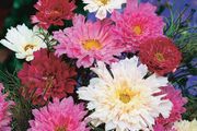 (C) Cosmee Double Click Mix seeds 0.3g (414116)