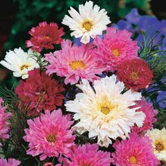(C) Cosmee Double Click Mix seeds 0.3g (414116)