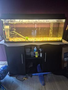 220lt fish