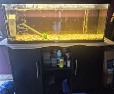 220lt fish