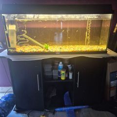 220lt fish