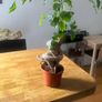 plant bonsai Image 2