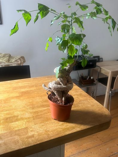 plant bonsai