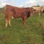 Organic weanlings Image 8